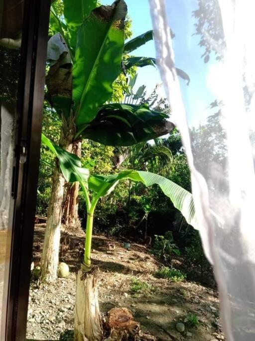 Villa Casa Flor De Annia ~ Cozy 2 Bdrm On The River Sierpe ~ Walkable To Town Exterior foto